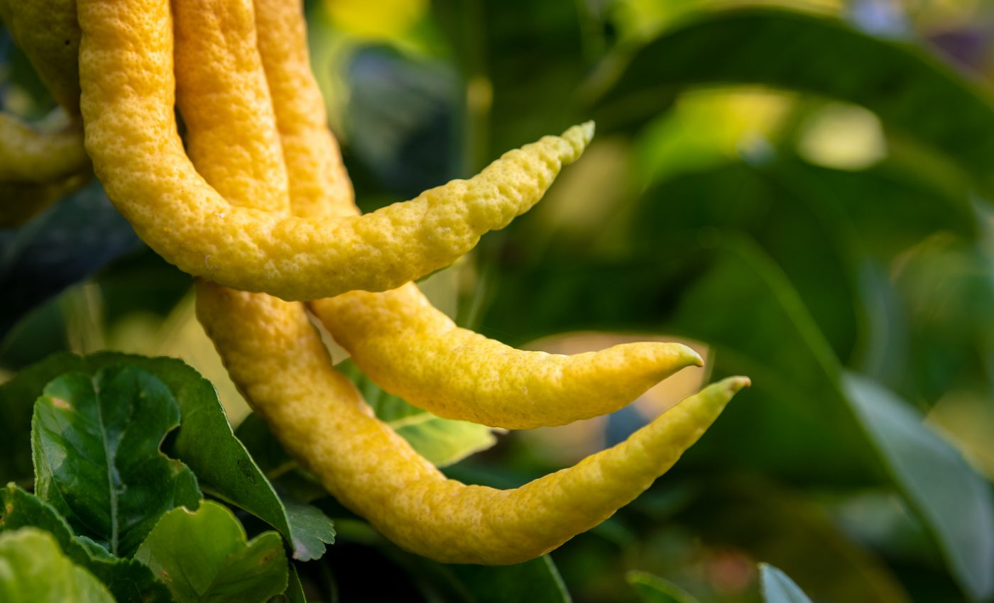 Jewish culture played a big role in the spread of citrus fruit