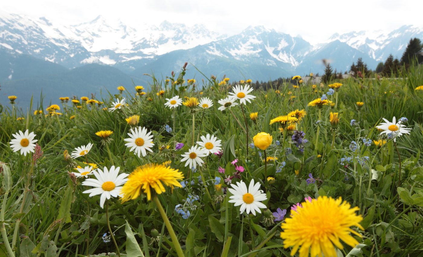 Flowering plants have a memory of changes in their environment