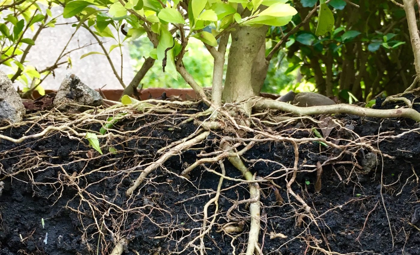 How plants alter their roots to adjust to soil moisture