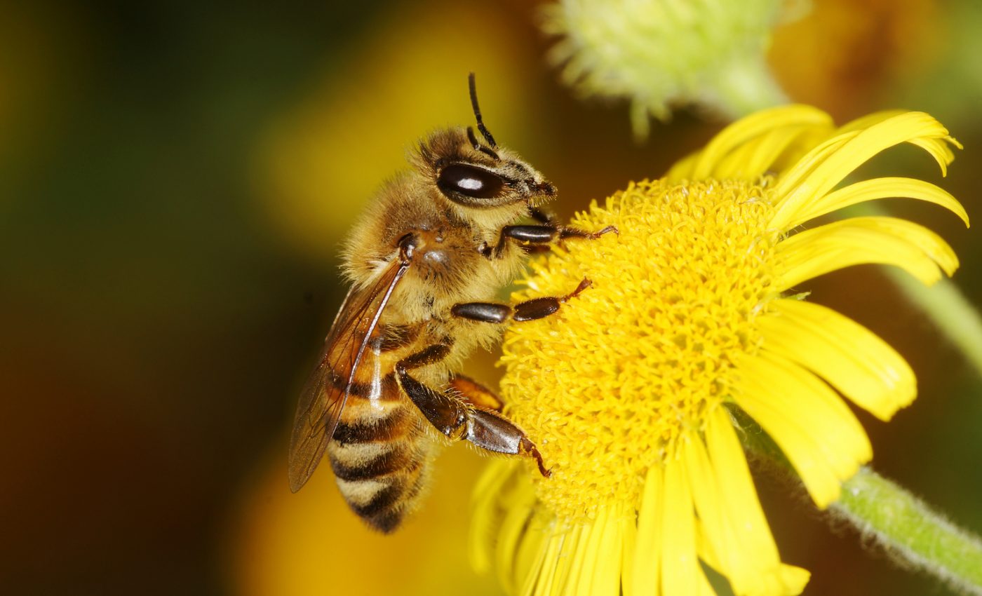 When it comes to bee brains, size does not matter