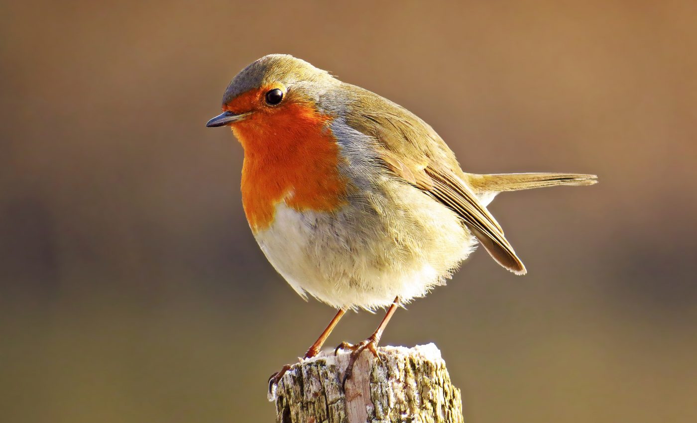 Wind turbines hurt the robin’s ability to defend its territory