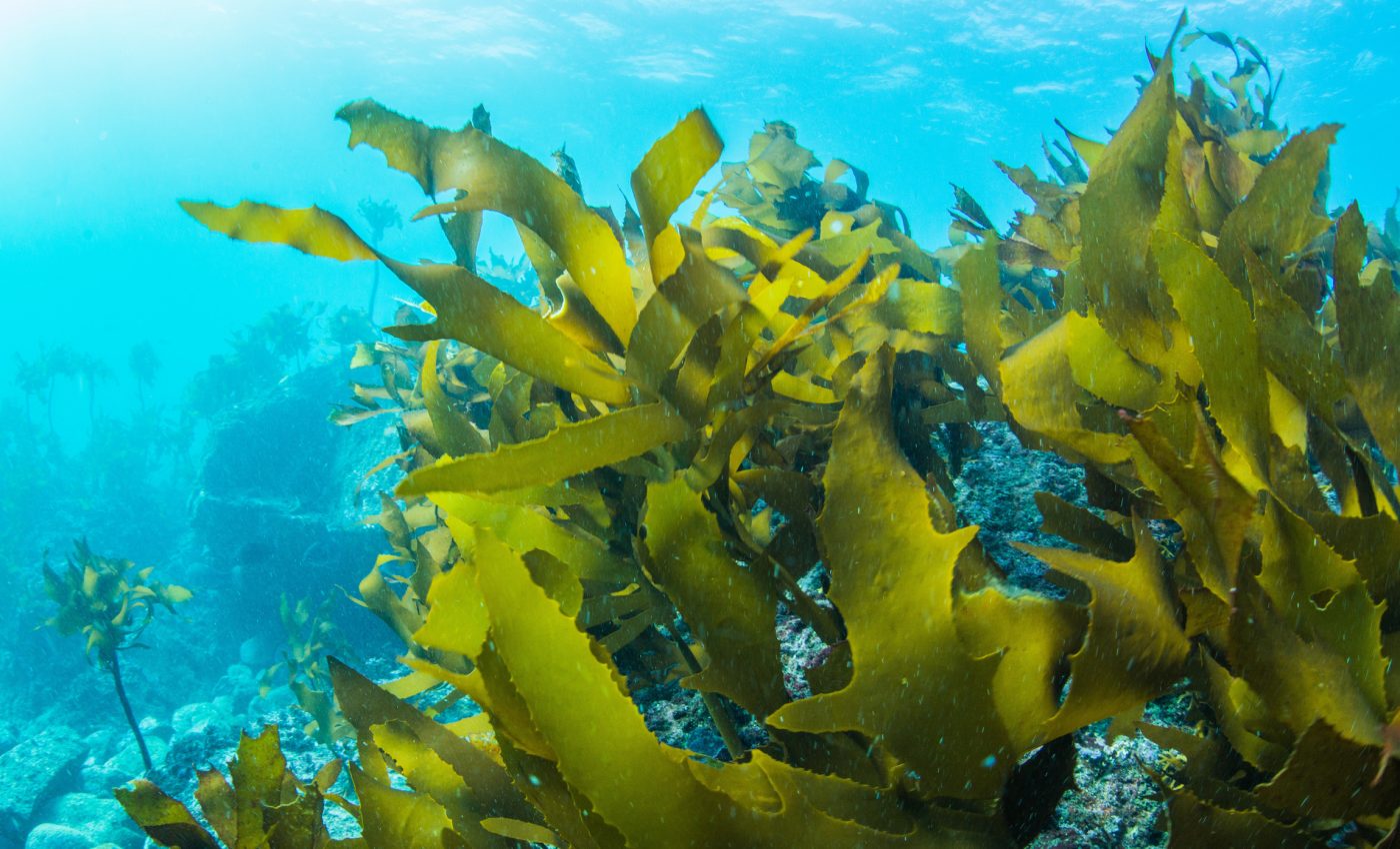 A seaweed-eating microbe could help transition to sustainable plastic