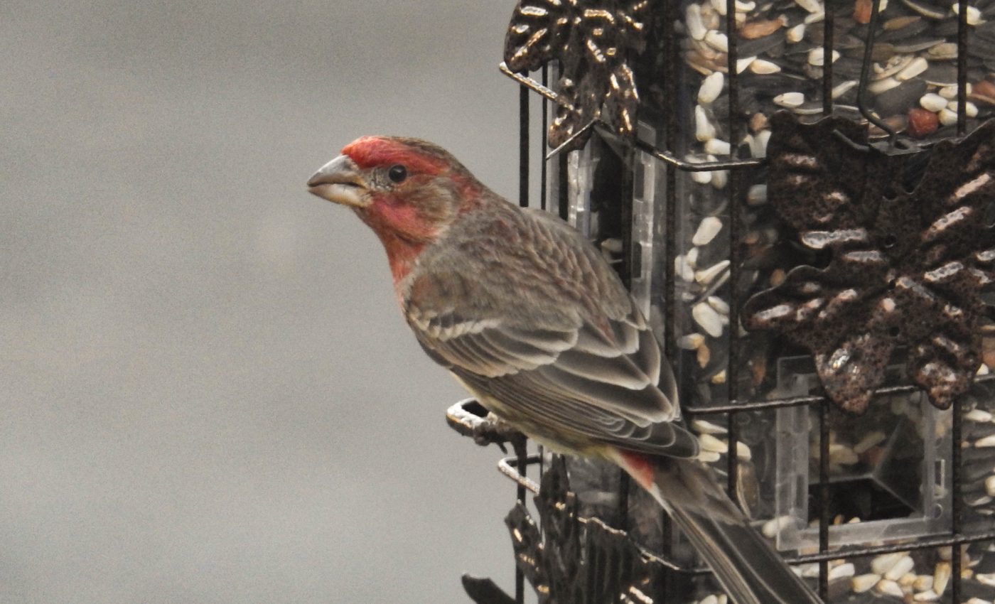 Climate change is altering the breeding seasons for seed-eating birds