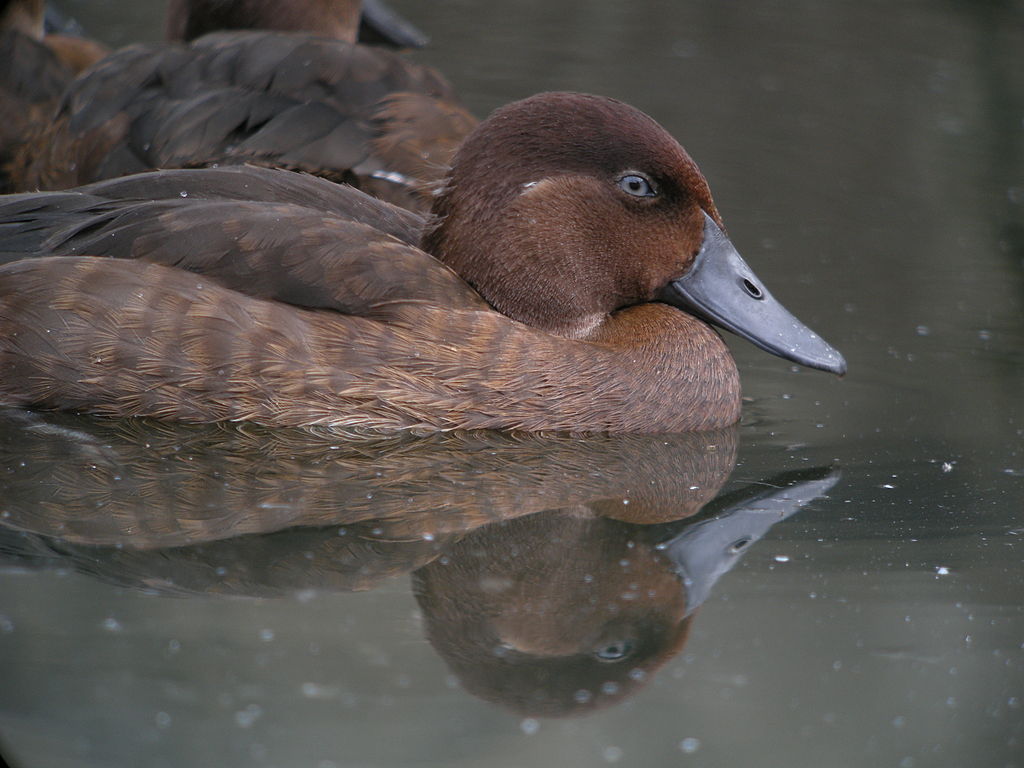 World’s rarest birds thought to be extinct introduced to new home