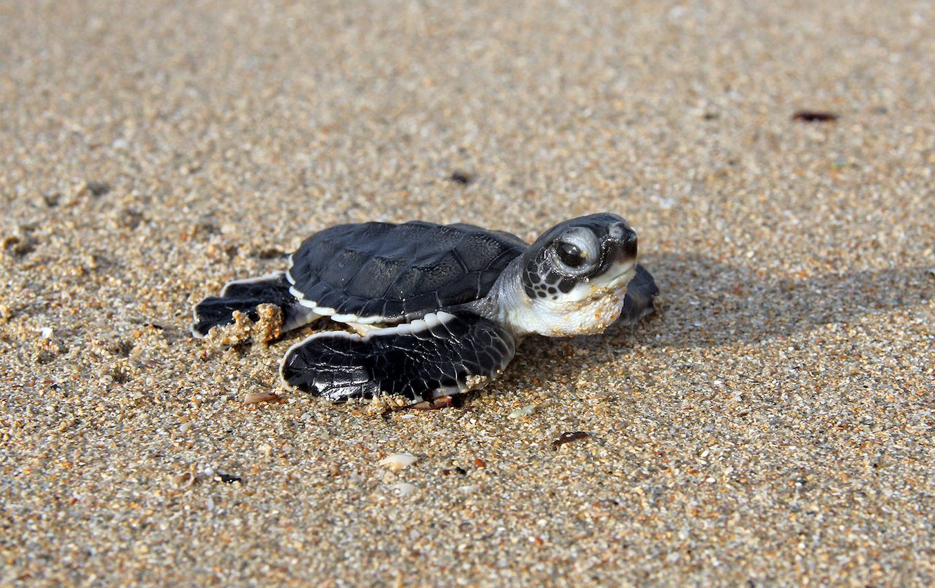 Green turtles to become up to 93 percent female as temperatures rise