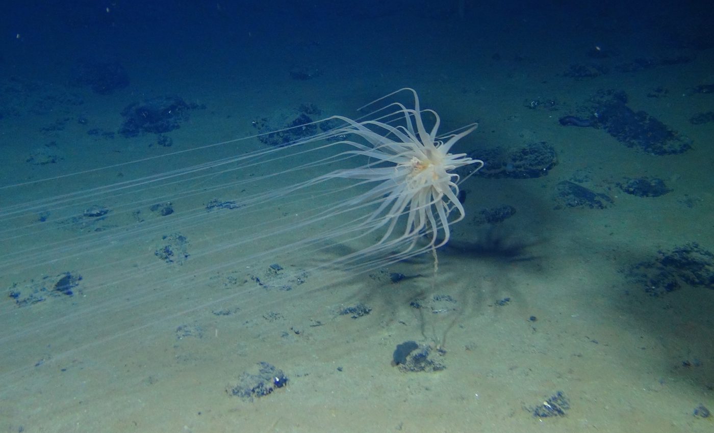Deep-sea mining could damage delicate deep-sea ecosystems