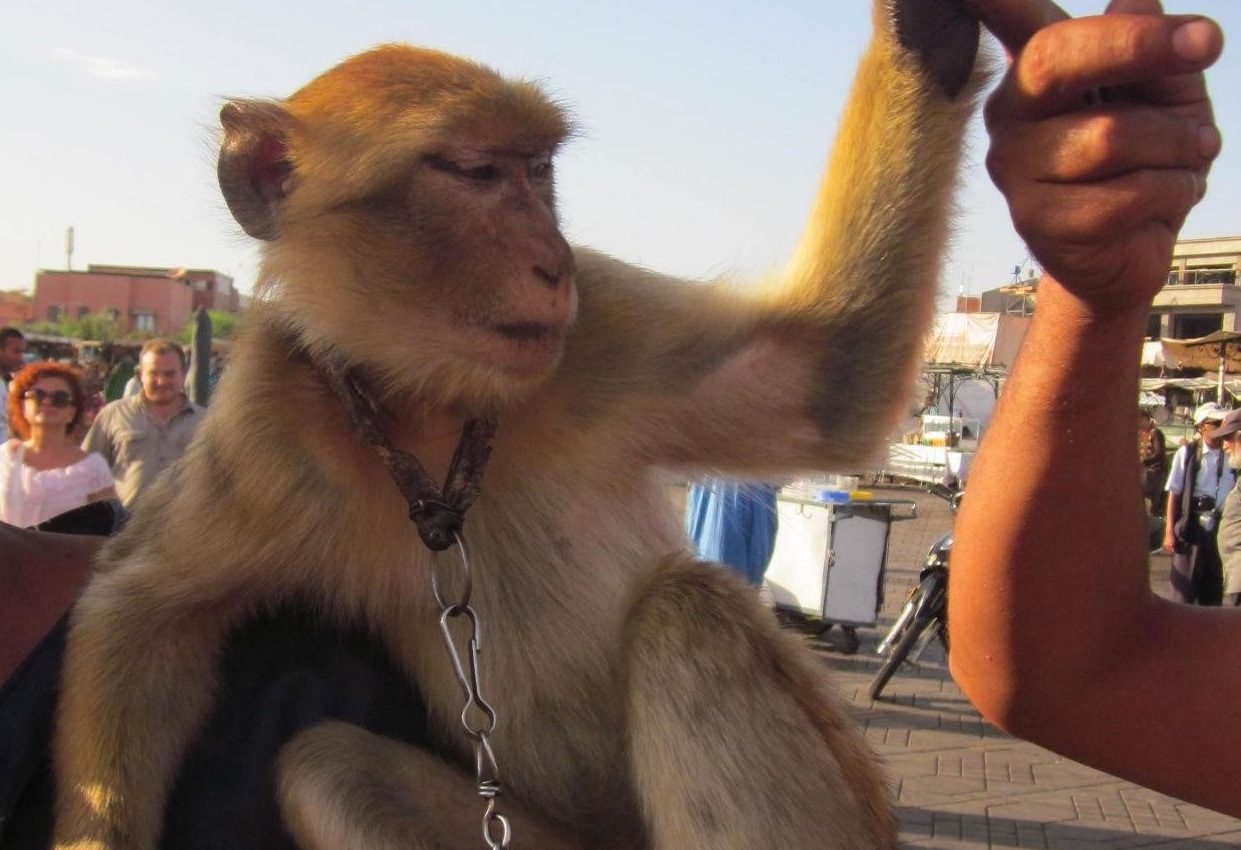 Even tourists aren’t happy with wild animals used as photo props