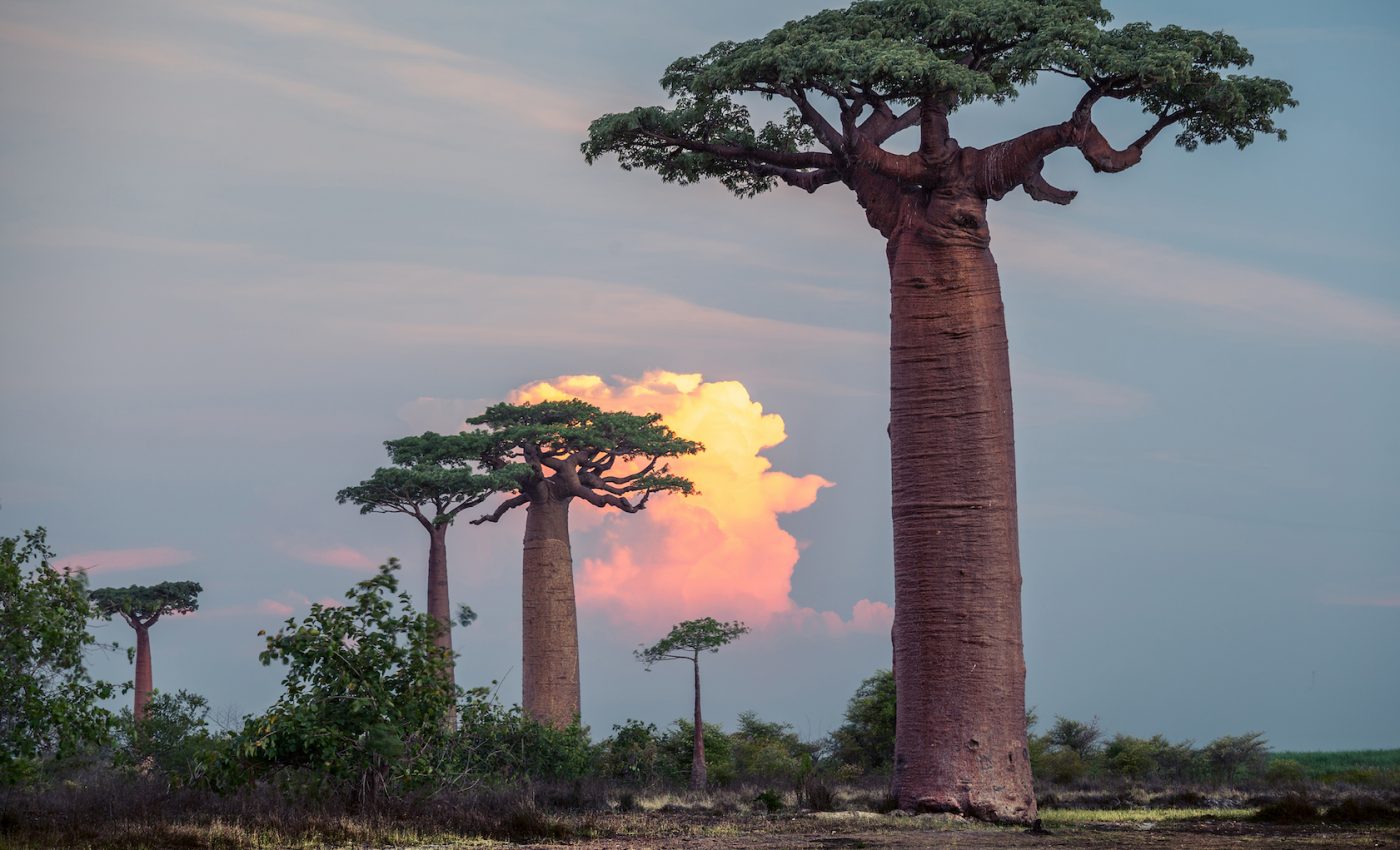 Famously resilient baobab trees have been dying off