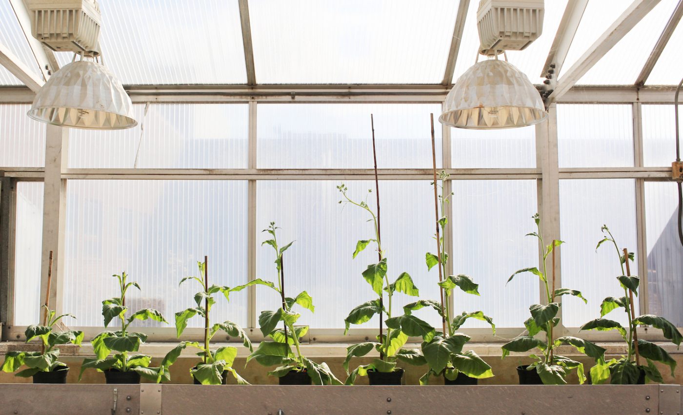 Scientists give crops a photorespiratory boost of productivity