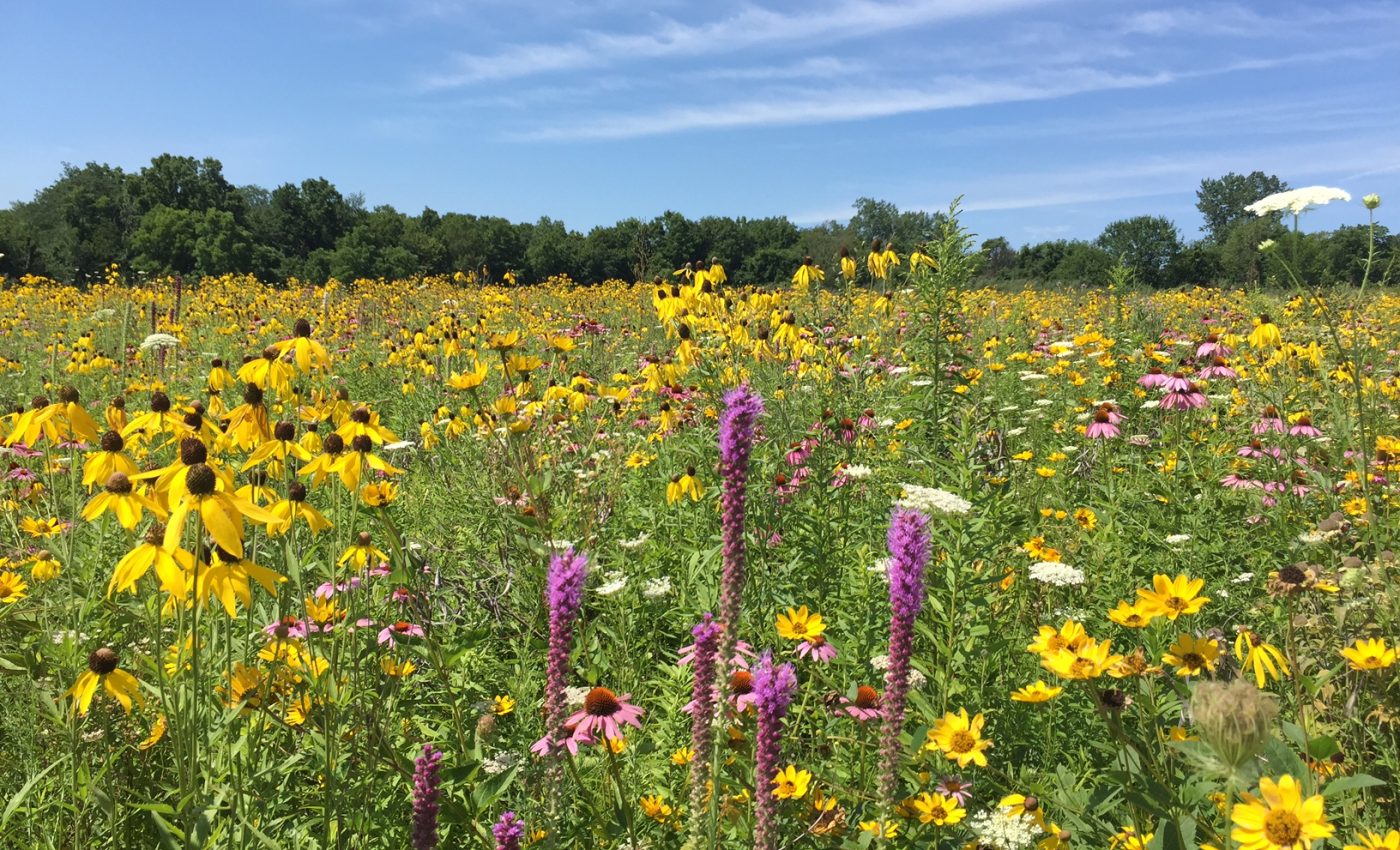 The revery alone won't do: Restoring America's prairies