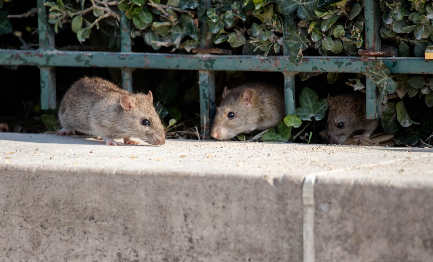 Growing evidence shows that rats didn’t spread the plague in Europe