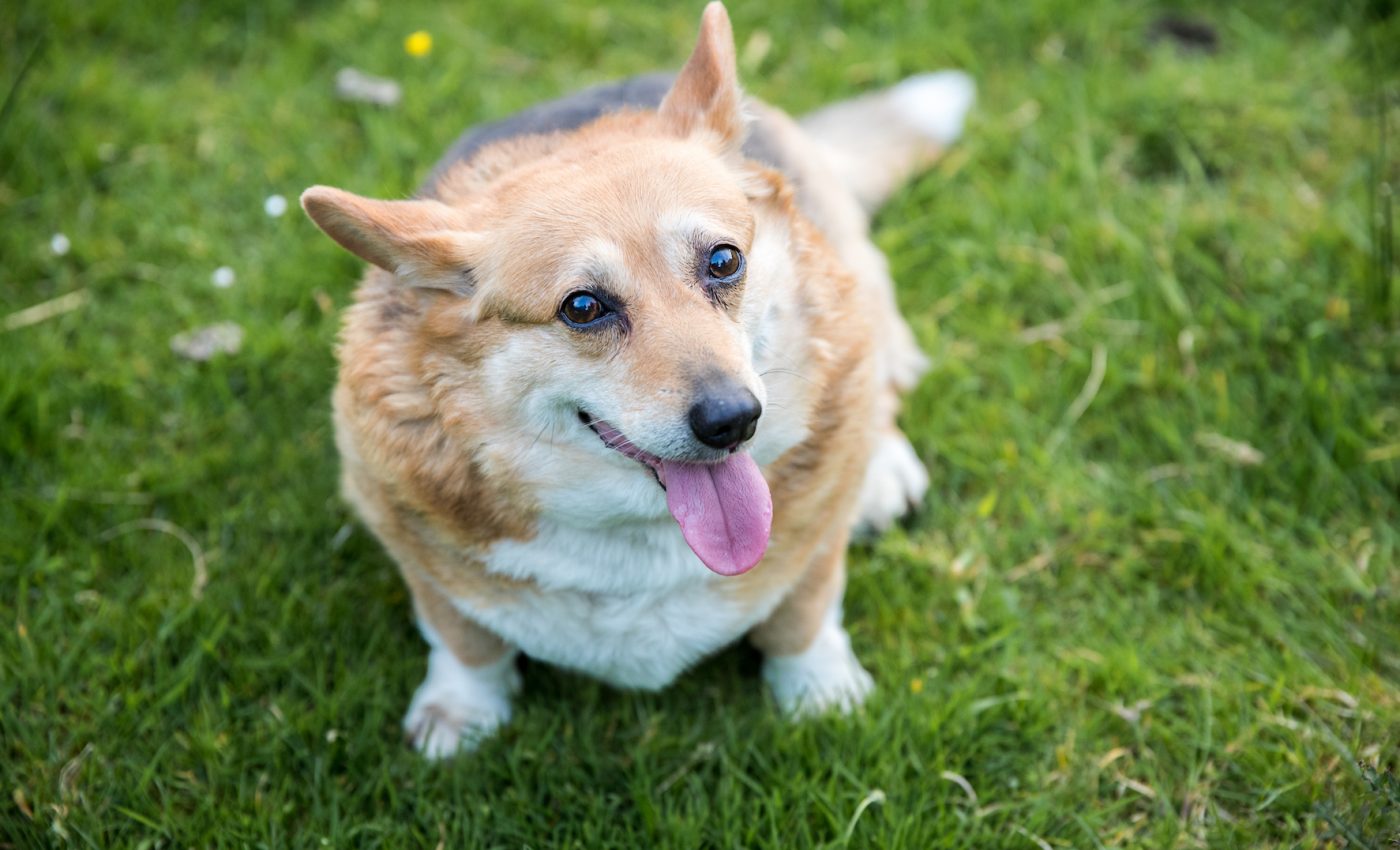 Overweight dogs have much shorter expected lifespans