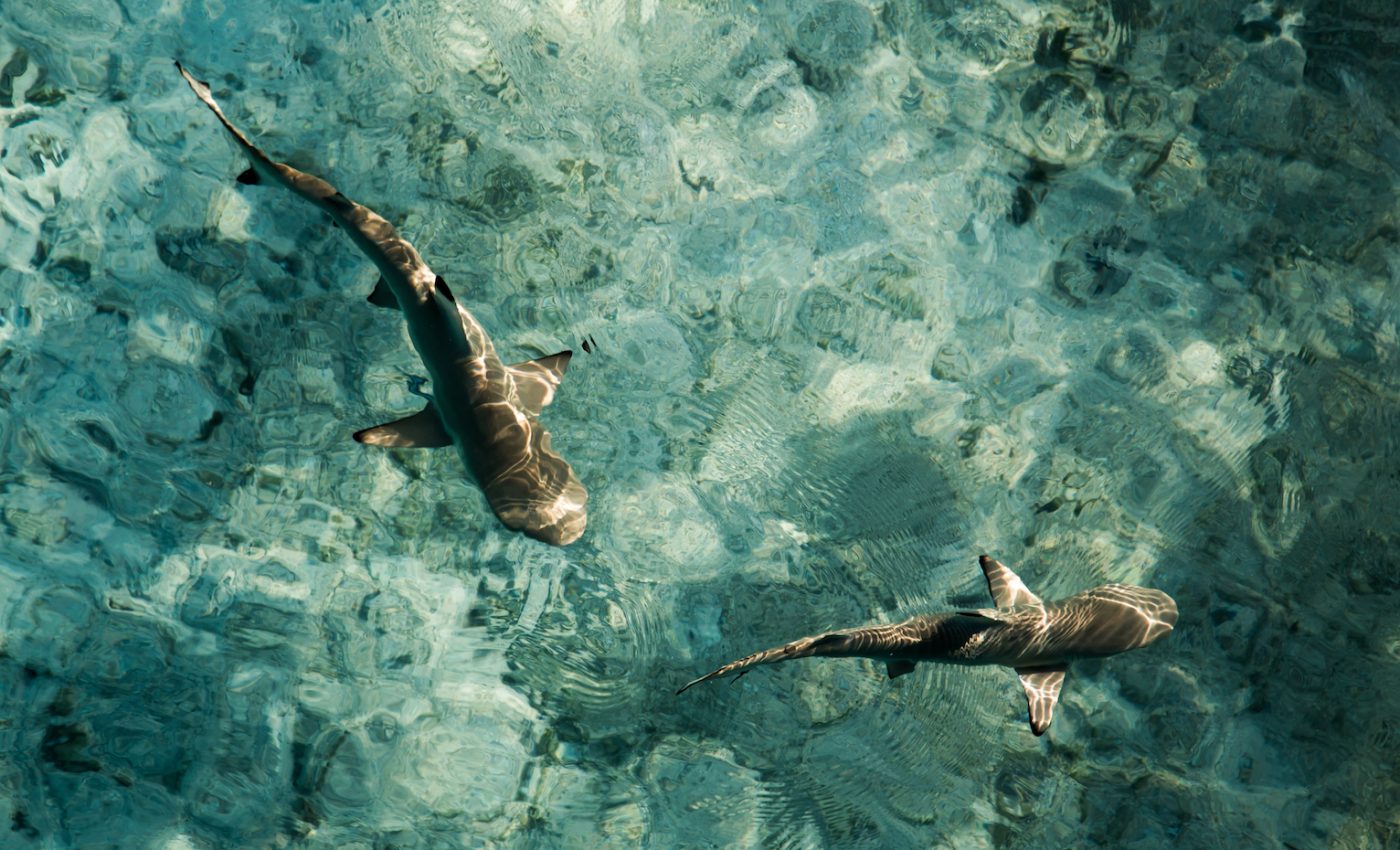 Sharks have tougher and stiffer skeletons when they are young