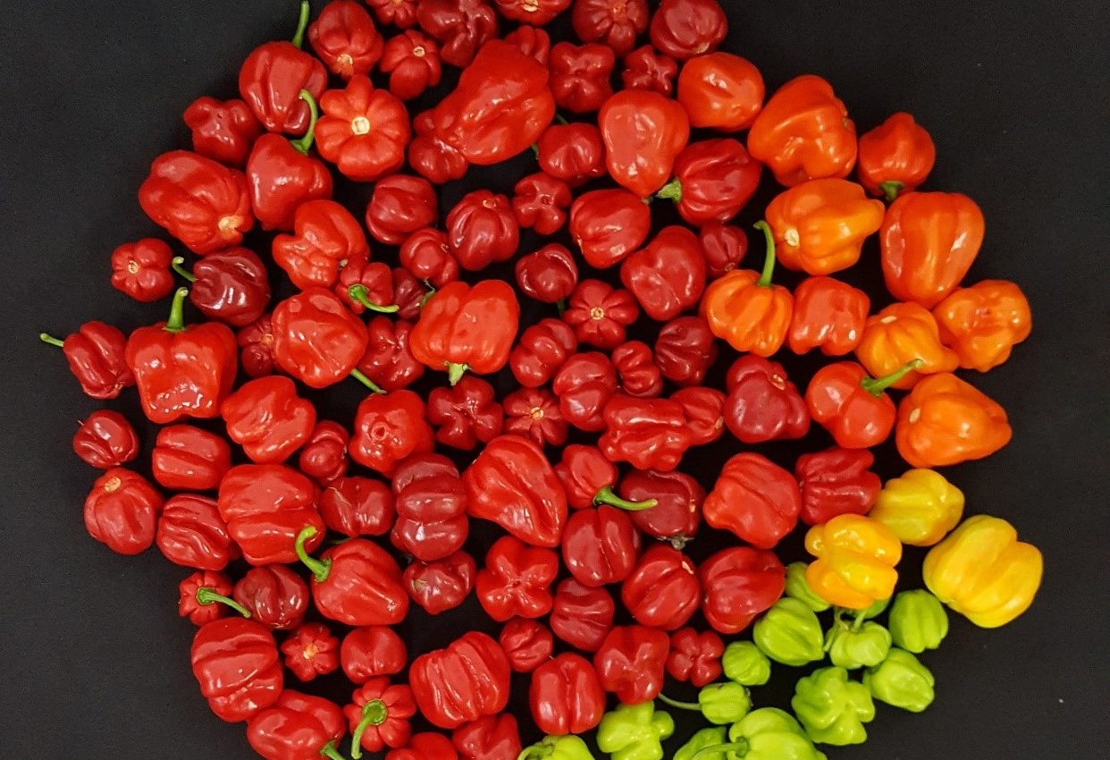 Scientists may soon create a tomato as spicy as a chili pepper
