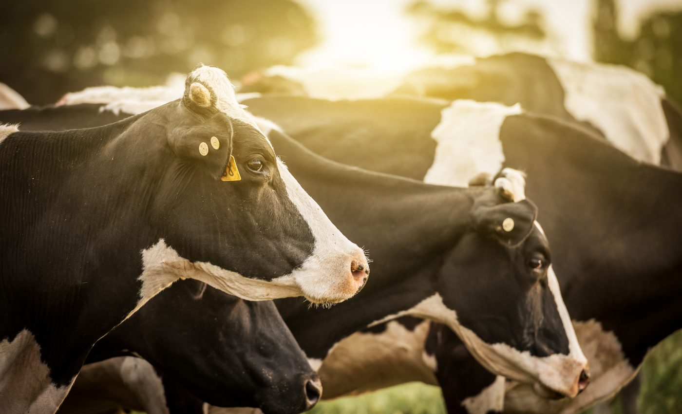 Why food sustainability must become a key part of dietary guidance