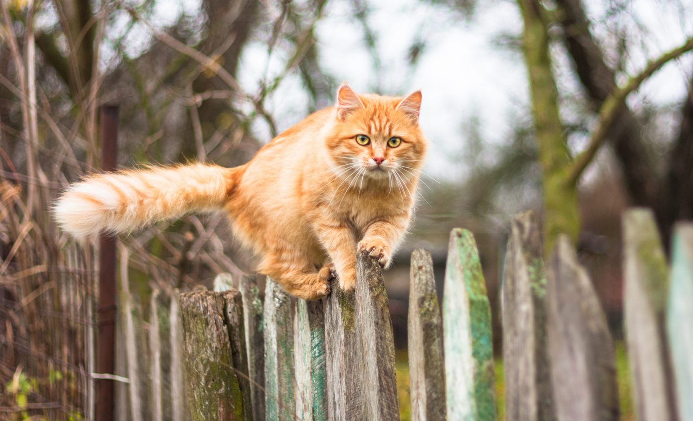 Most cat owners think they can’t stop their pet from hunting wildlife