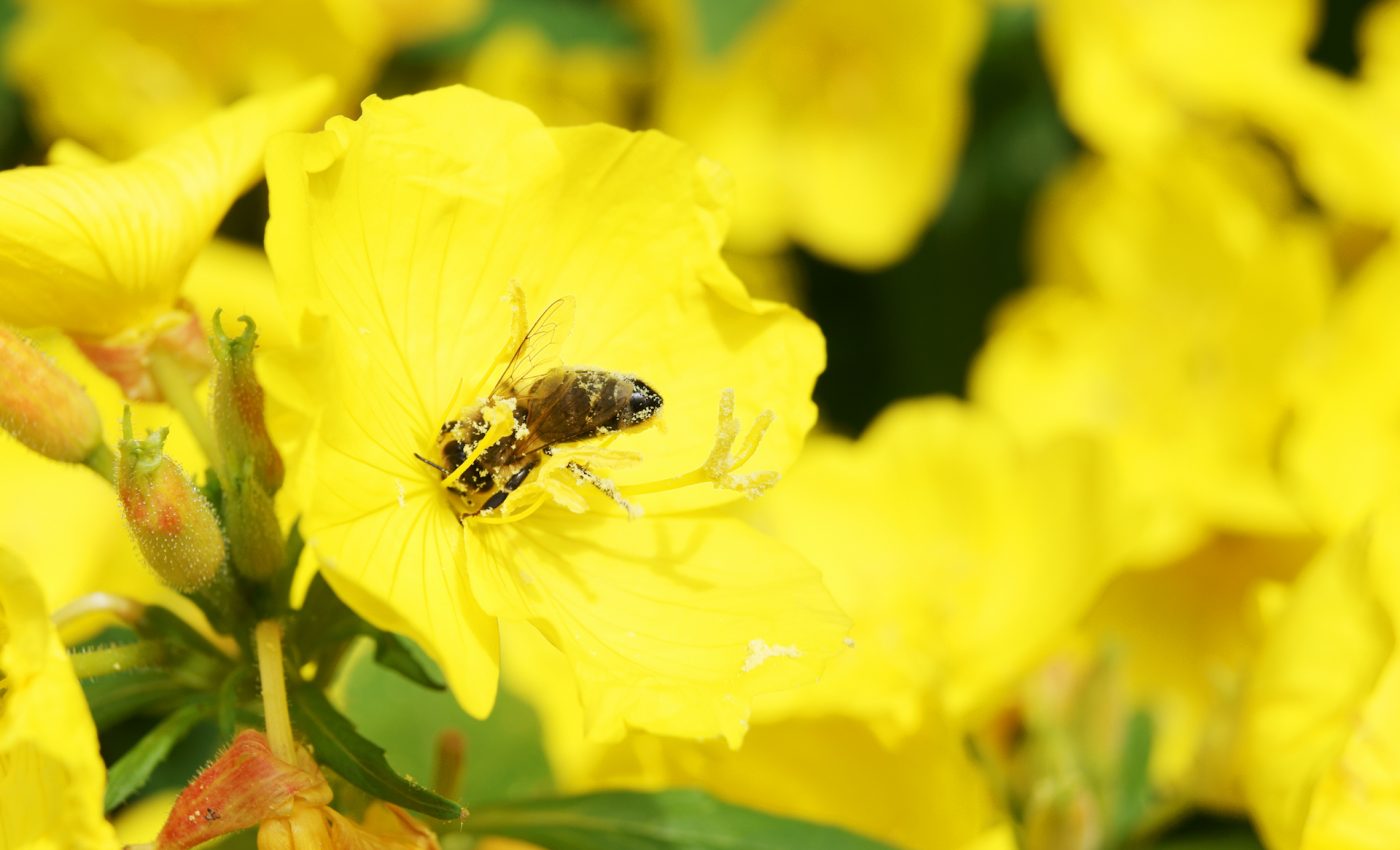 Plants use their flower petals to hear approaching pollinators