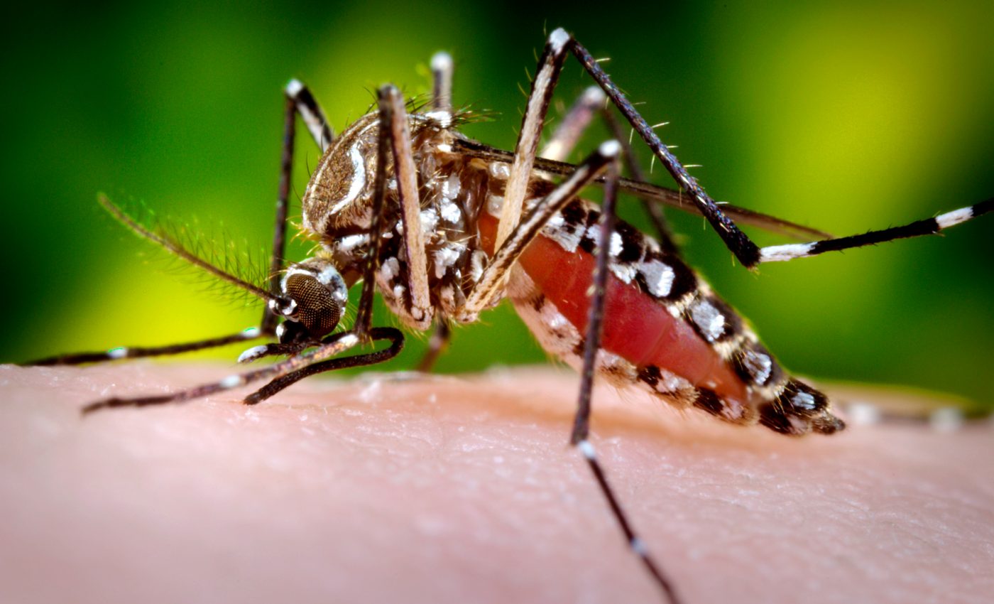 Mosquito birth control could prevent the spread of deadly diseases