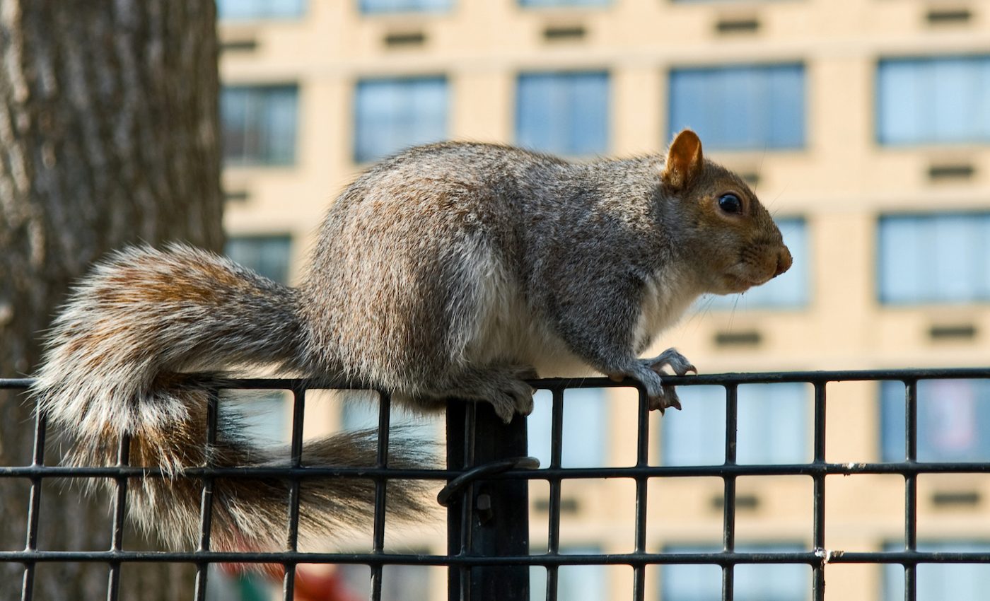 City pollution and new foods raise cancer risk for urban animals