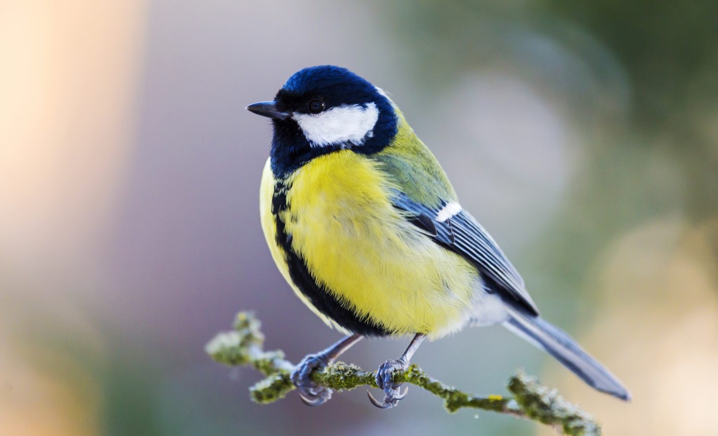 Climate change is causing more mating season aggression among birds
