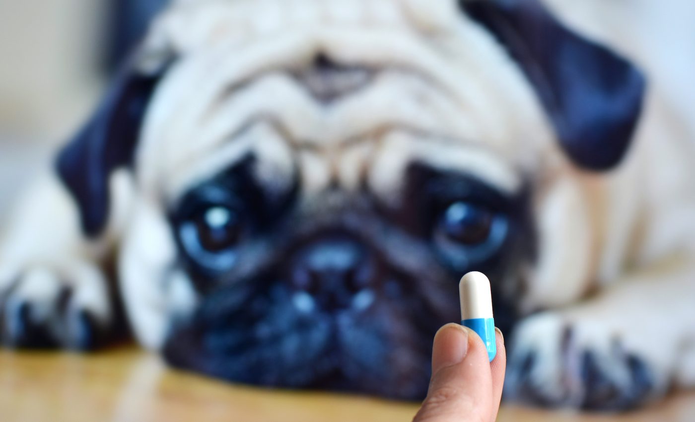 Misused pet prescriptions may contribute to the opioid epidemic