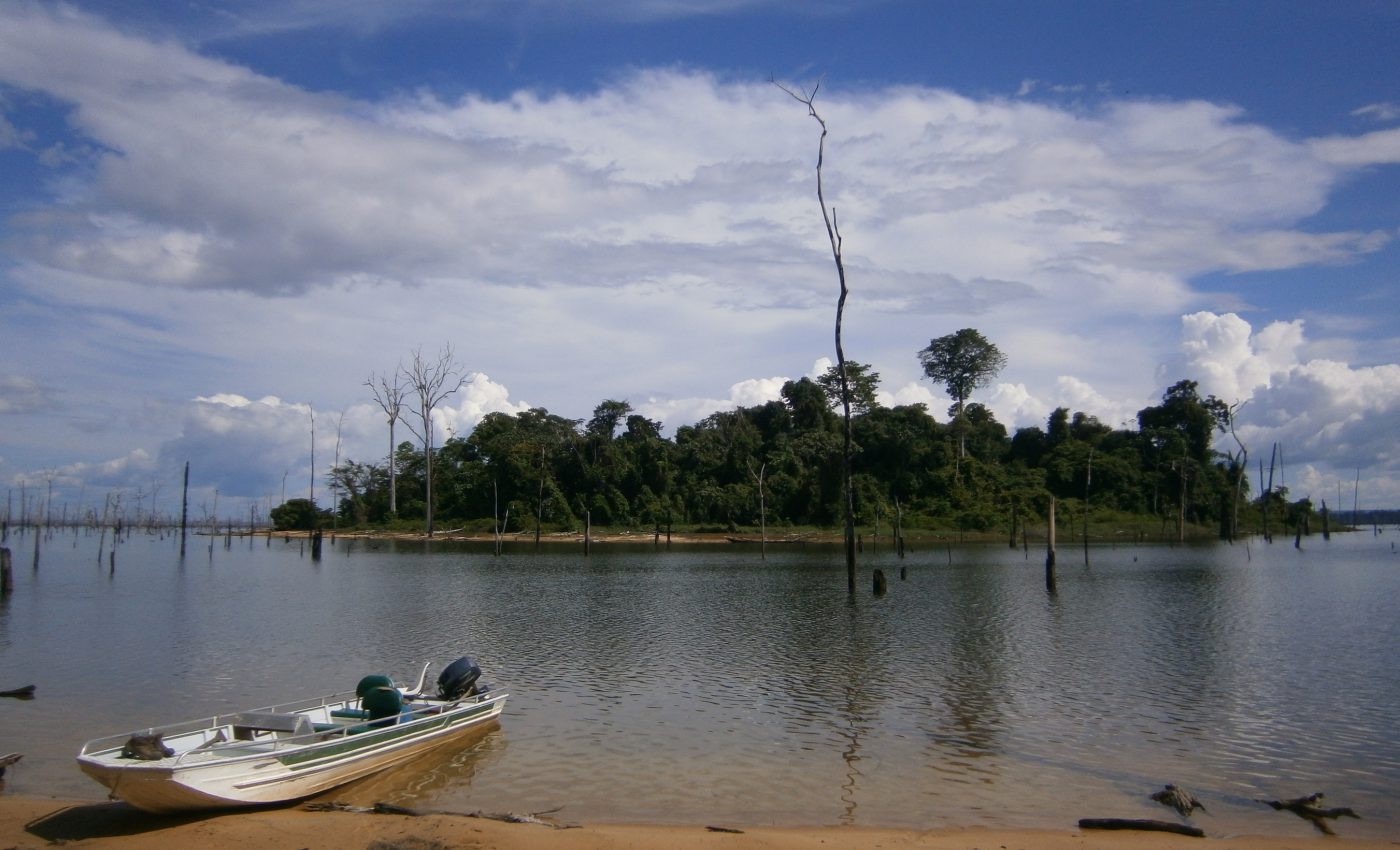 Dams are detrimental to tropical forest biodiversity and function