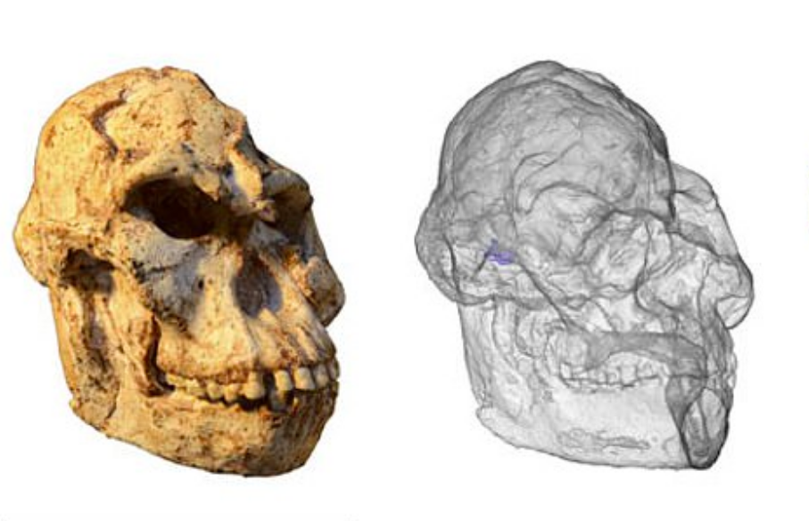 Remains reveal ‘Little Foot’ moved more like a chimp than a human
