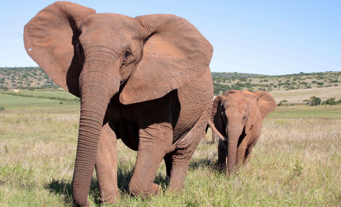 Ivory poaching has caused elephants to begin to evolve without tusks