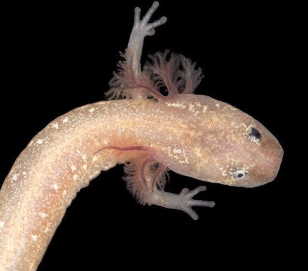 Newly discovered salamander species already at risk of extinction