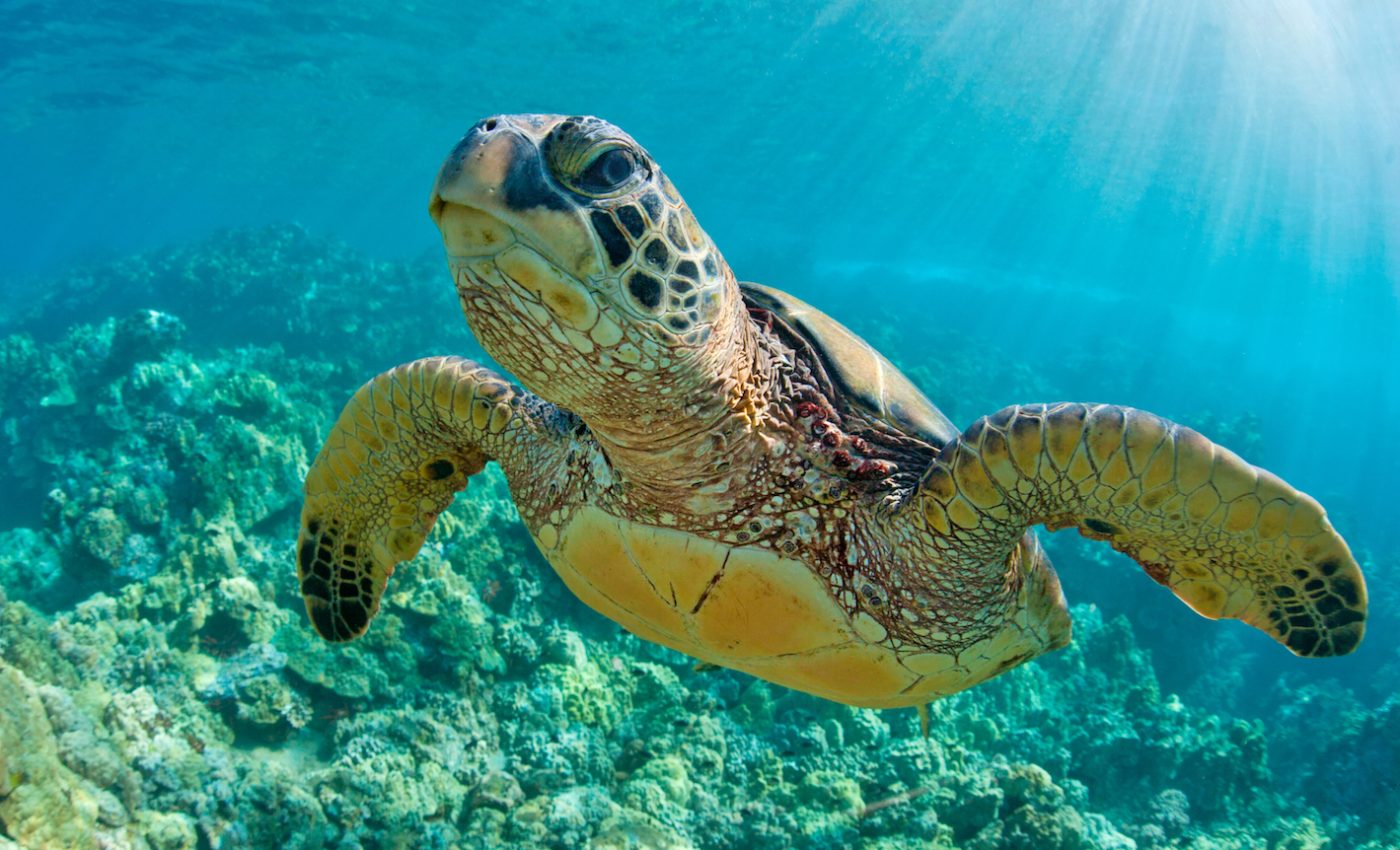 Endangered Species Act helped recover marine animal populations