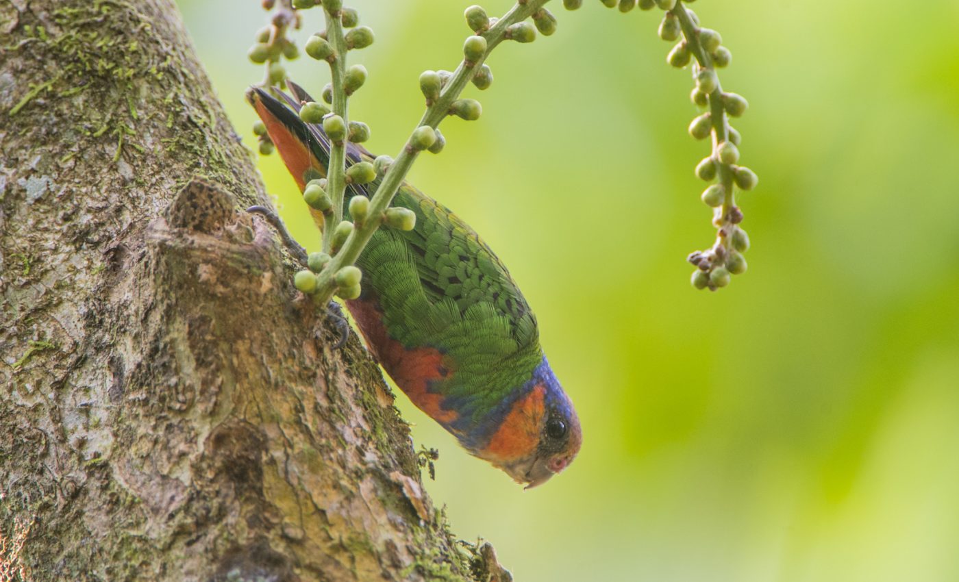 600 more species may now be under threat of extinction