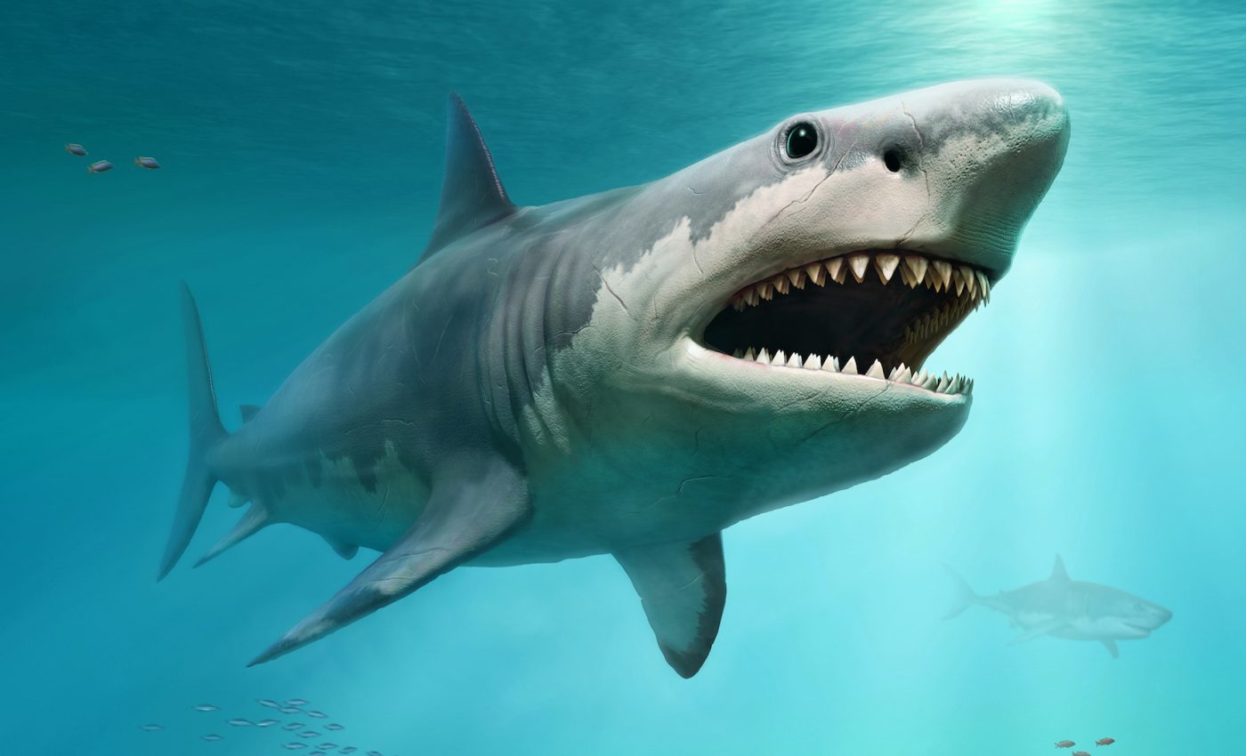 An exploding star may have killed off the shark megalodon