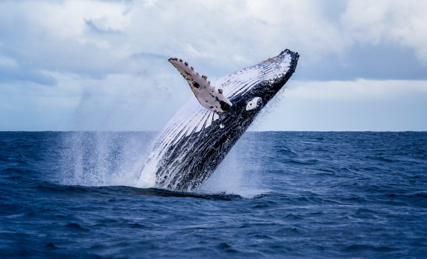 Japan will resume commercial whaling after more than 30 years