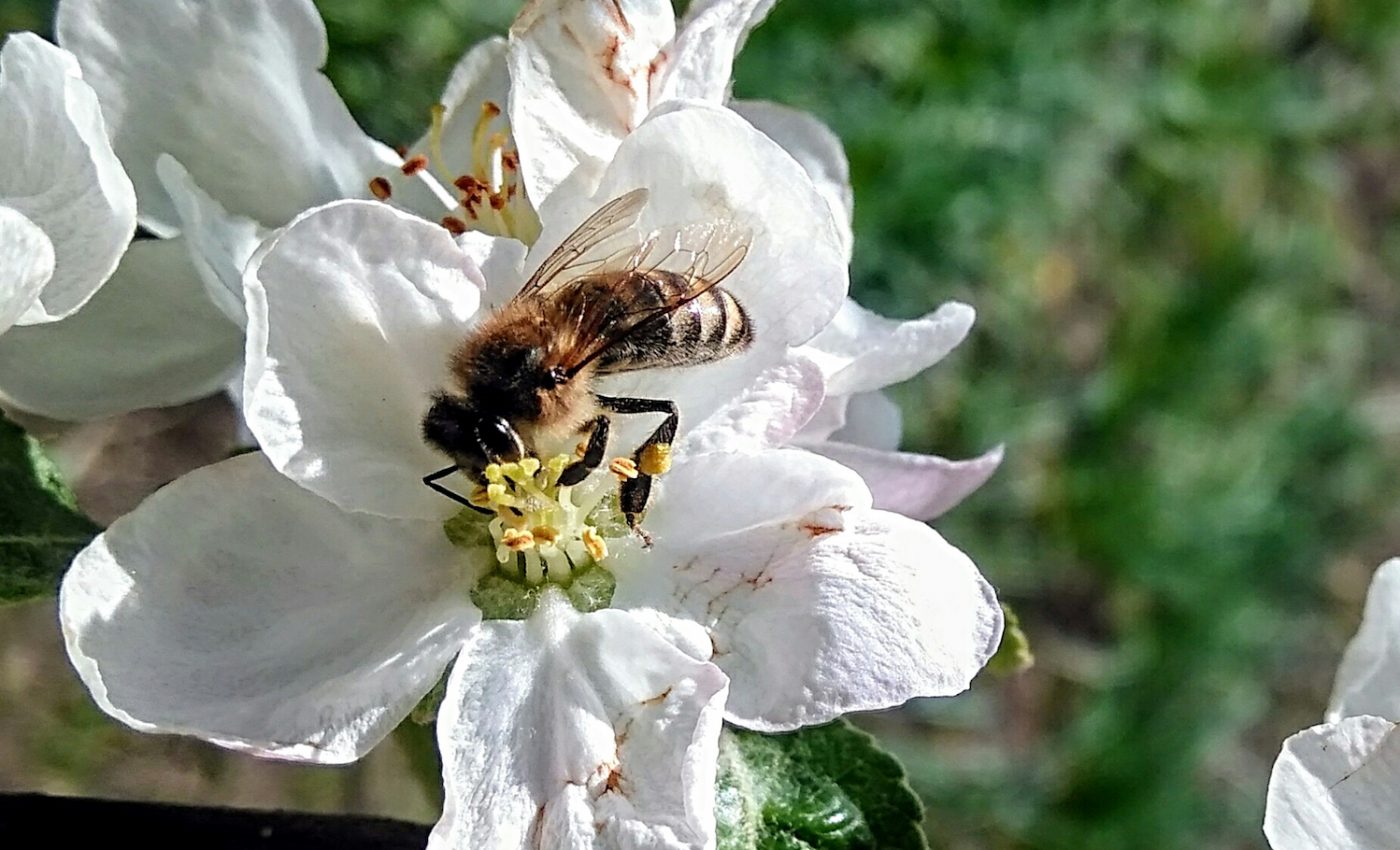 Bee losses are not enough to explain pollination problems