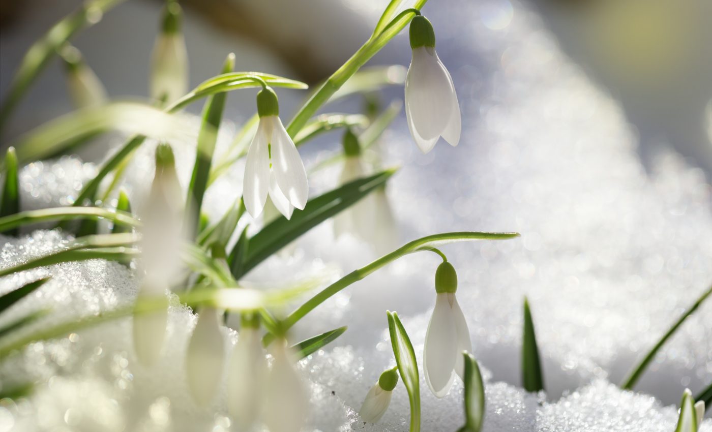 Alarming early spring activity spotted across the UK