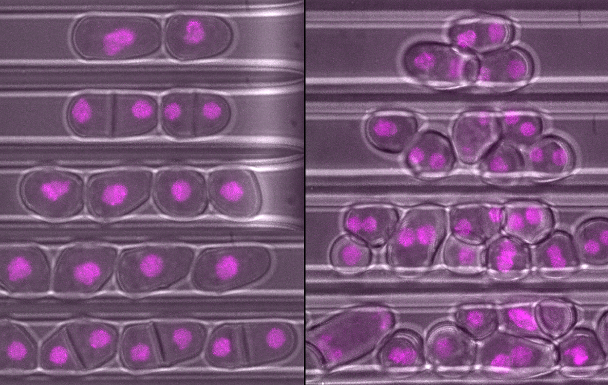 Cells must stay in shape in order to successfully reproduce