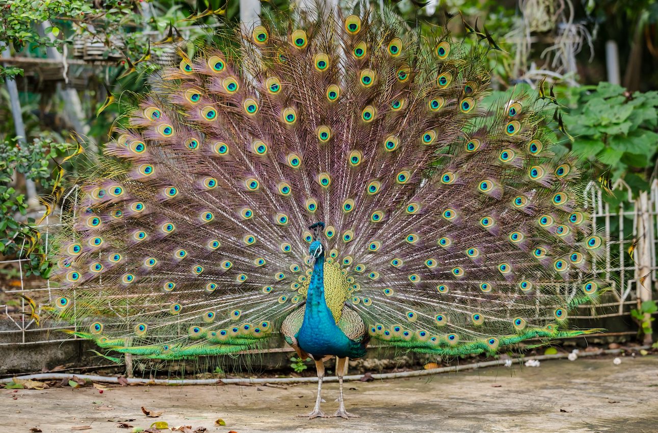 How a peacock may use its flashy feathers to evade predators