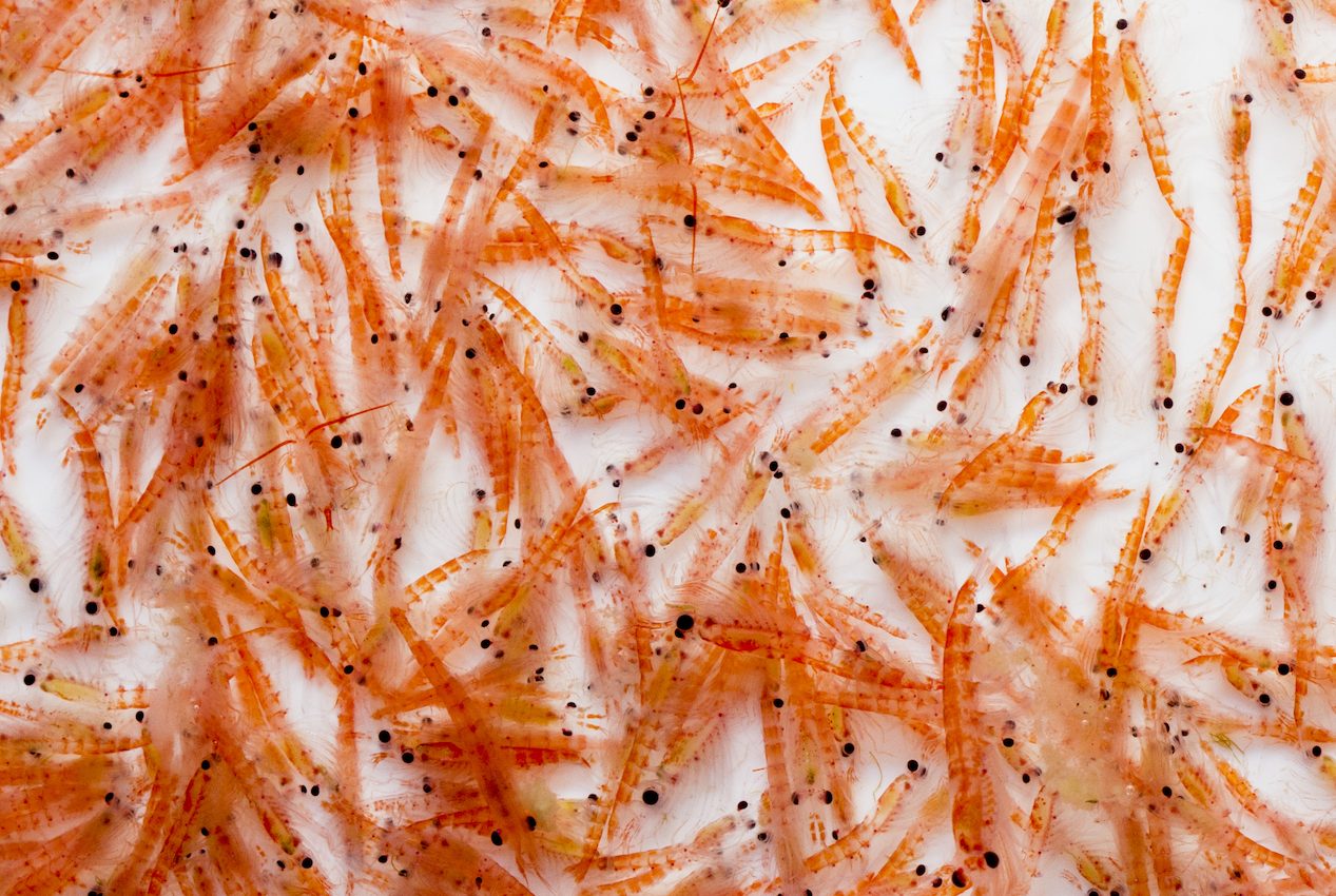 Changes in Antarctic krill numbers could disrupt an entire food web