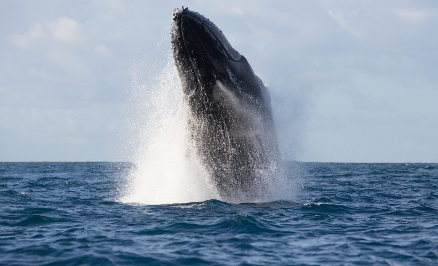 Mating is not the only reason why humpback whales sing