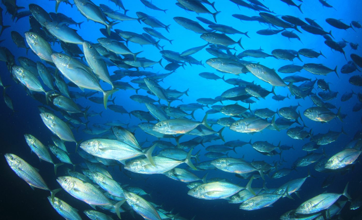 Why do some tuna contain toxic mercury levels, while others don’t?