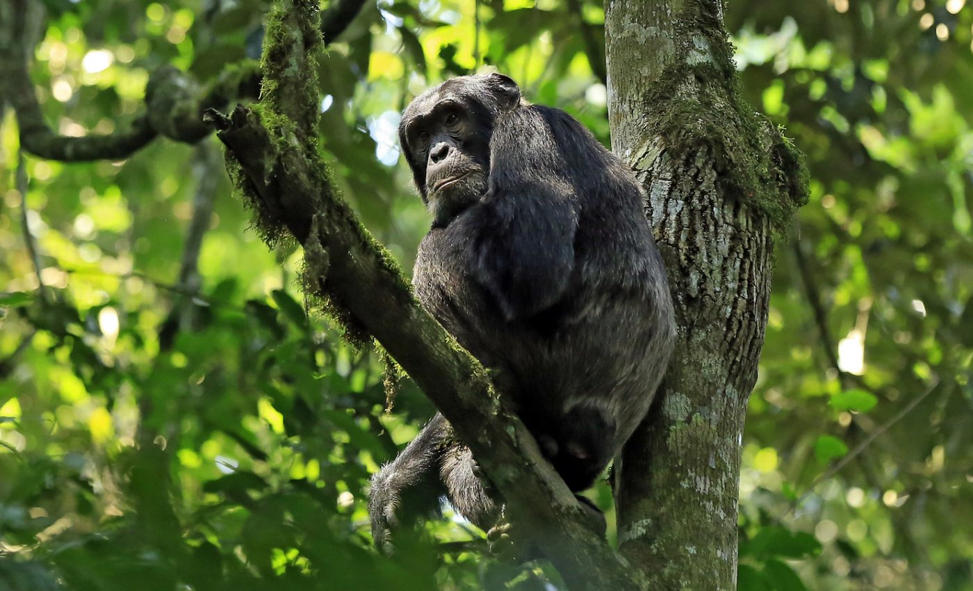 Chimps in Uganda dying from common human viruses