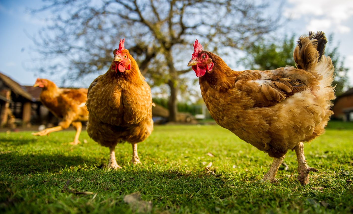 Scientists create flu-resistant chickens to prevent the next pandemic
