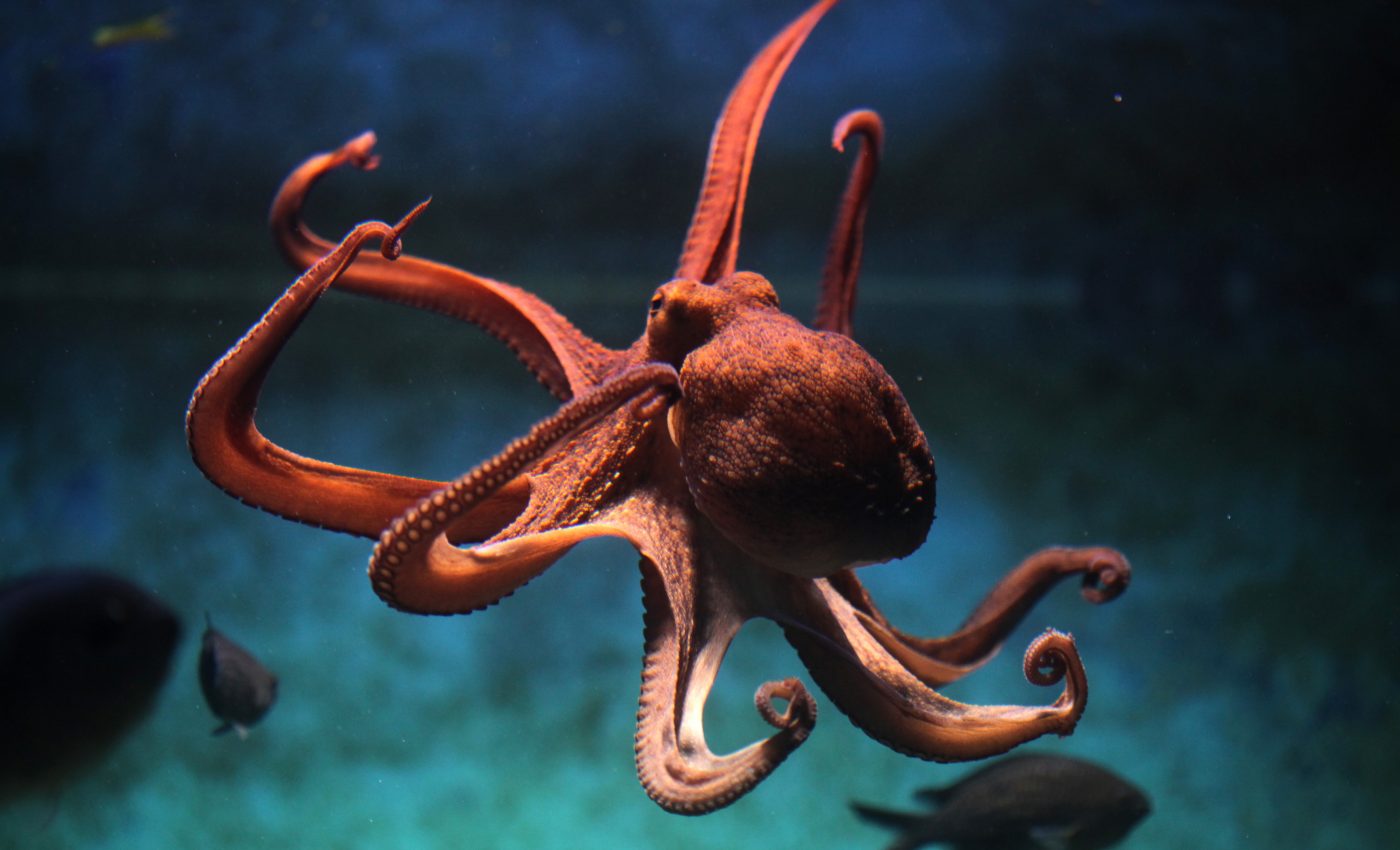 Octopus farms could have a dangerous environmental ripple effect