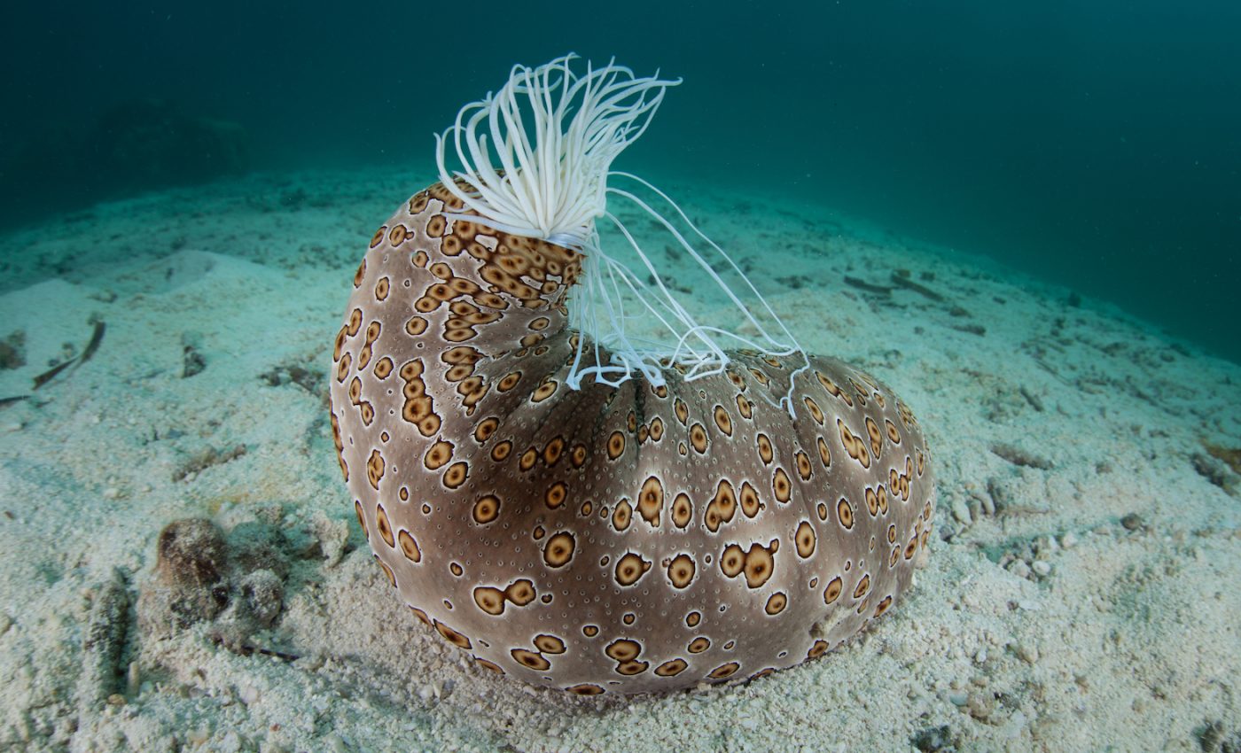 Sea cucumbers can make themselves buoyant to speed around the ocean