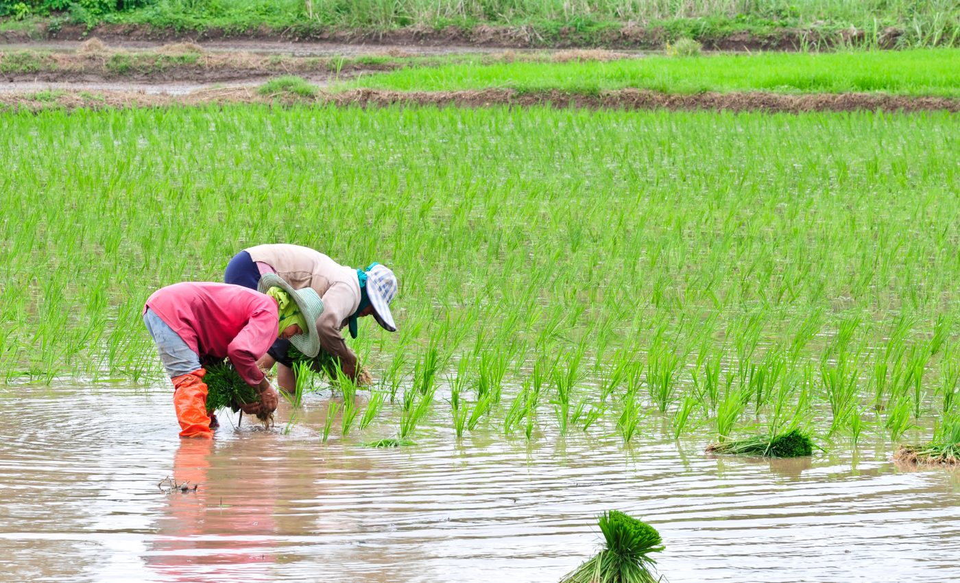 Climate change, conflict are major causes of increasing food shocks