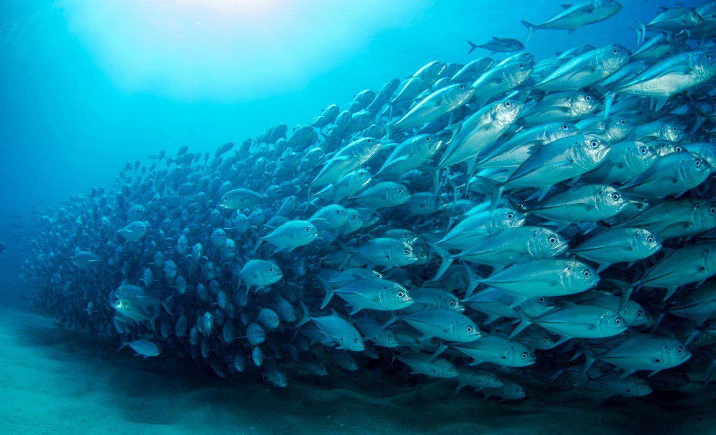 Studying animal locomotion may help scientists harness natural energy