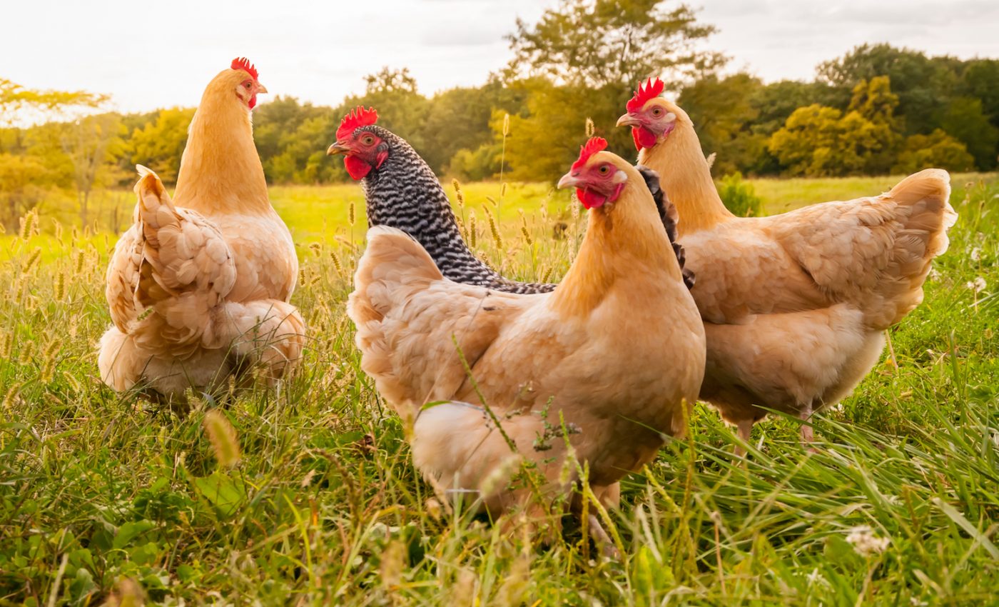 Genetically modified chickens can help create cancer therapies