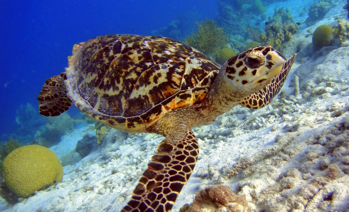Critically endangered turtles are being poached for jewelry