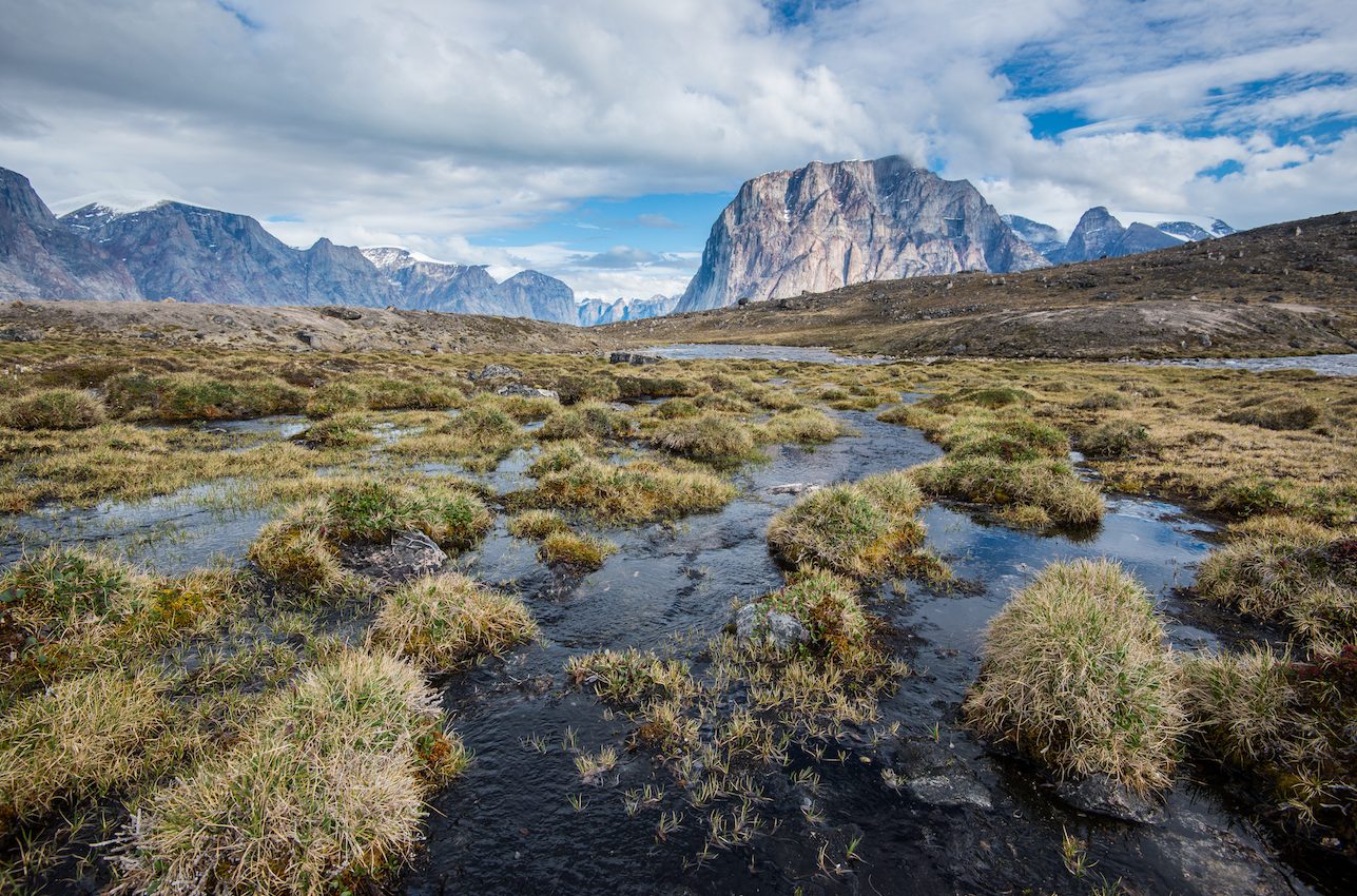 Arctic warming reveals moss that had been covered for 40,000 years