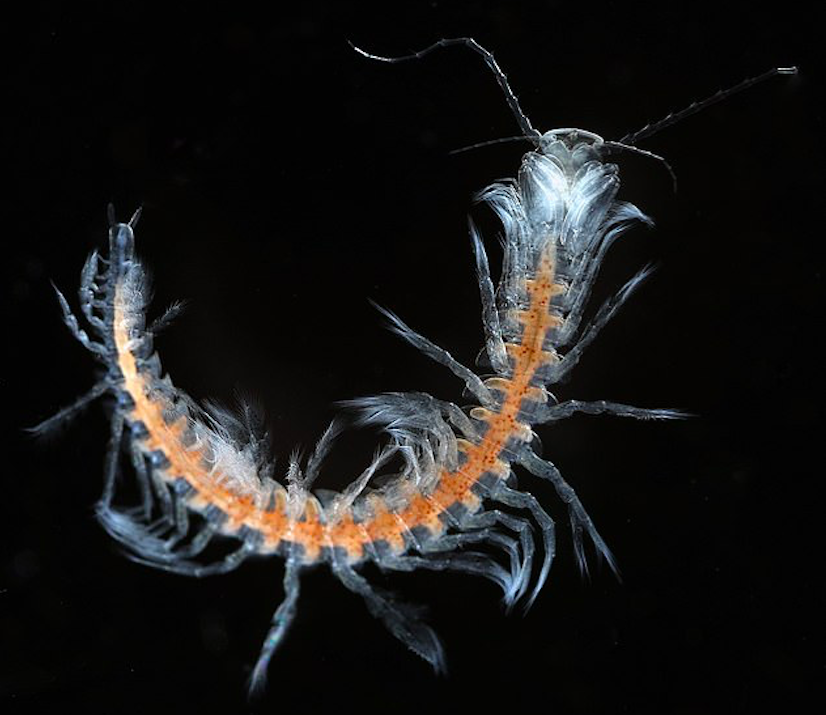 Cave diving exploration uncovers new species of remipede